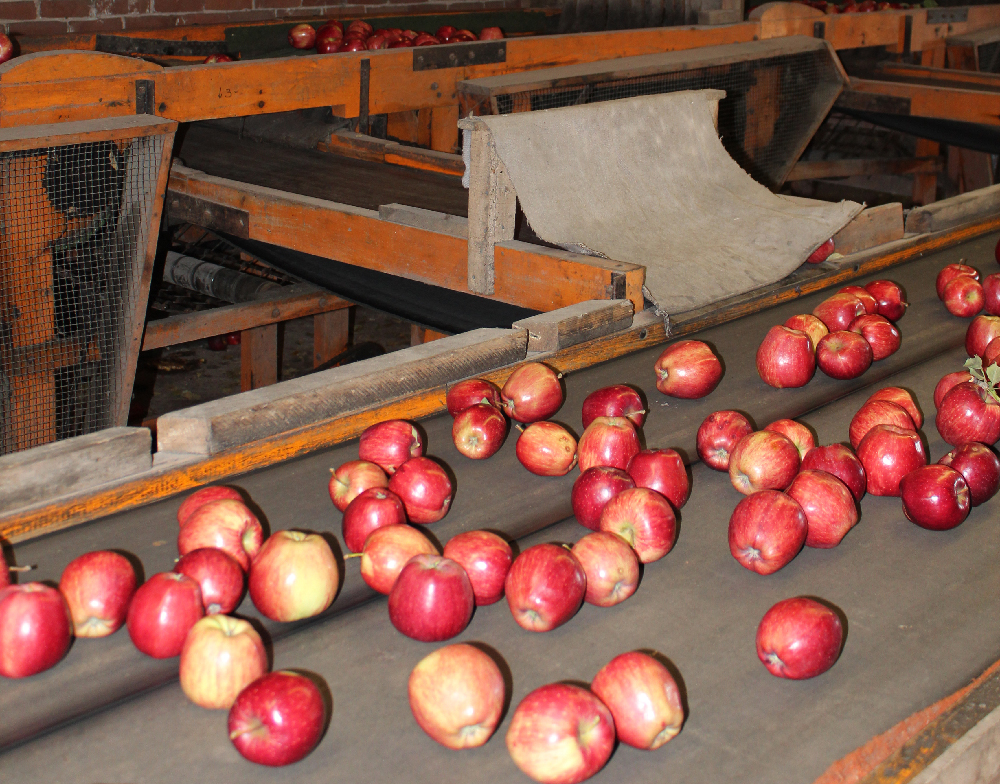 Doud Orchards sorting machine