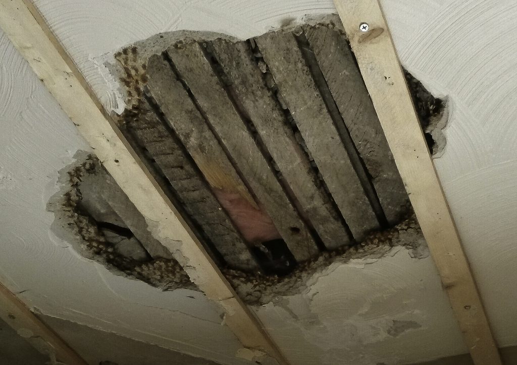 Plaster lath