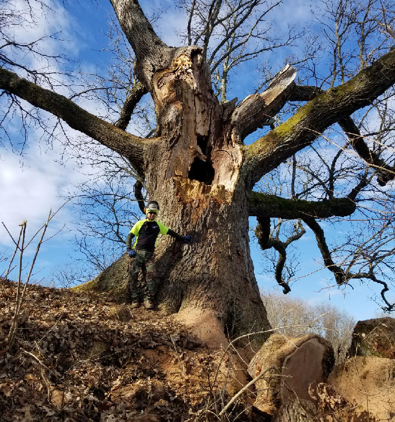 Holman Oak rot, Veraestau