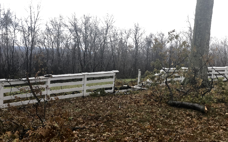 Pin Oak damage Veraestau