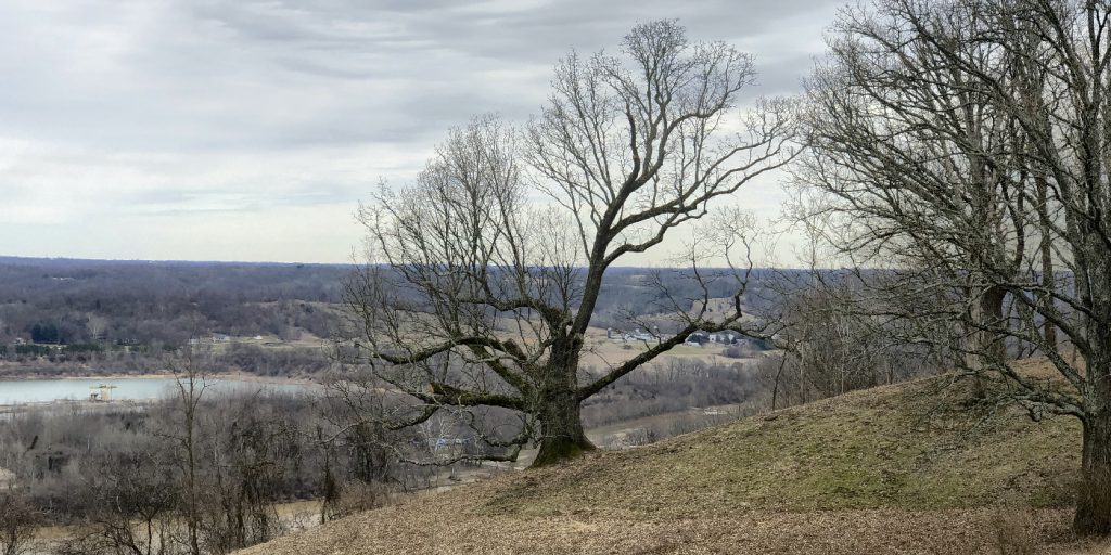 Holman Oak Tree at Veraestau