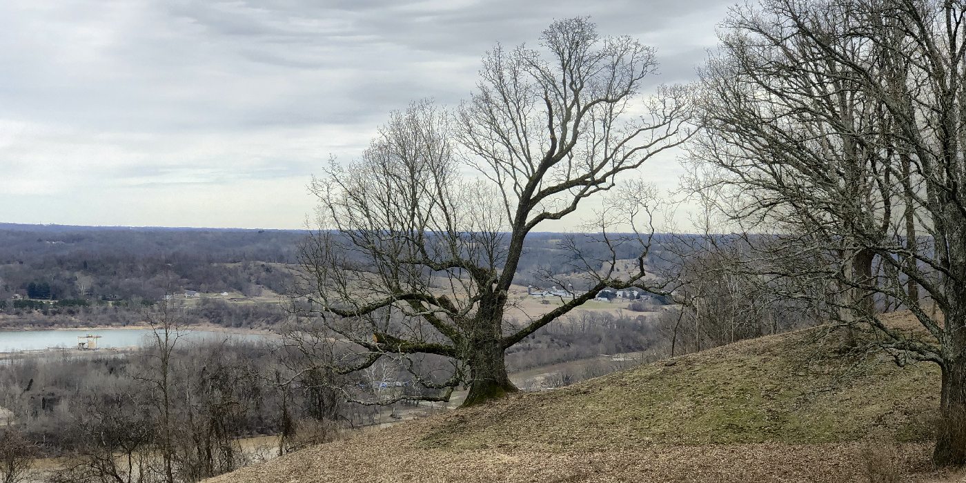 Holman Oak Tree at Veraestau